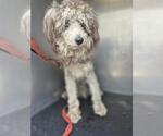 Small Poodle (Miniature) Mix