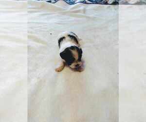 Shih Tzu Puppy for sale in LEAVENWORTH, KS, USA