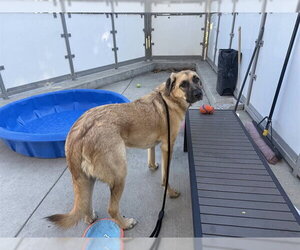 Anatolian Shepherd Dogs for adoption in Berkeley , CA, USA