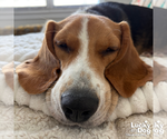 Small #5 Beagle Mix