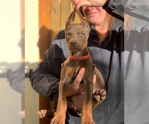 Doberman Pinscher Puppy for Sale in BARNETT, Missouri USA