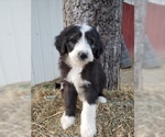 Small Photo #20 Aussiedoodle Puppy For Sale in DOWELLTOWN, TN, USA