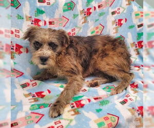 Jack Russell Terrier Dogs for adoption in Lake City, MI, USA