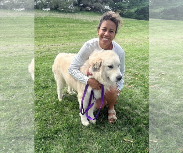 Medium Photo #2 Great Pyrenees Puppy For Sale in Parker Ford, PA, USA