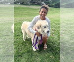 Small Photo #2 Great Pyrenees Puppy For Sale in Parker Ford, PA, USA