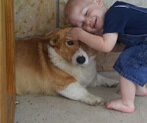 Father of the Pembroke Welsh Corgi puppies born on 03/23/2025