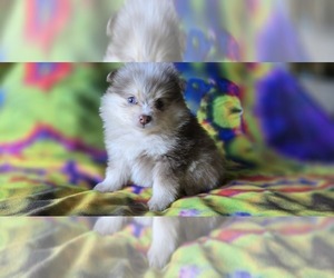 Pomeranian Puppy for sale in BLANCA, CO, USA