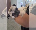 Small Pug Mix