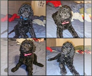 Goldendoodle Puppy for sale in MADERA, CA, USA