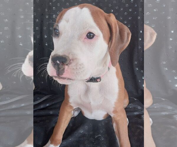 Medium Photo #2 Boxer-Unknown Mix Puppy For Sale in Dumont, NJ, USA