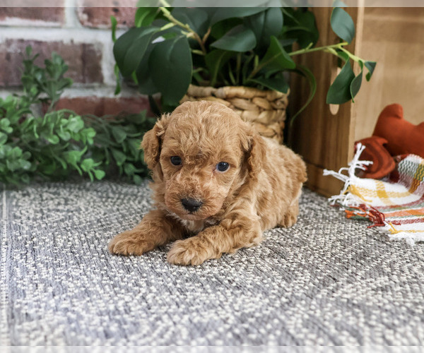 Medium Photo #2 Poodle (Miniature) Puppy For Sale in SYRACUSE, IN, USA