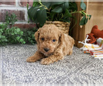 Small #1 Poodle (Miniature)