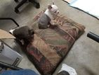 Small Photo #4 Boston Terrier Puppy For Sale in SYLVANIA, GA, USA