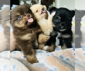 Pomeranian Puppy for Sale in LACEY, Washington USA