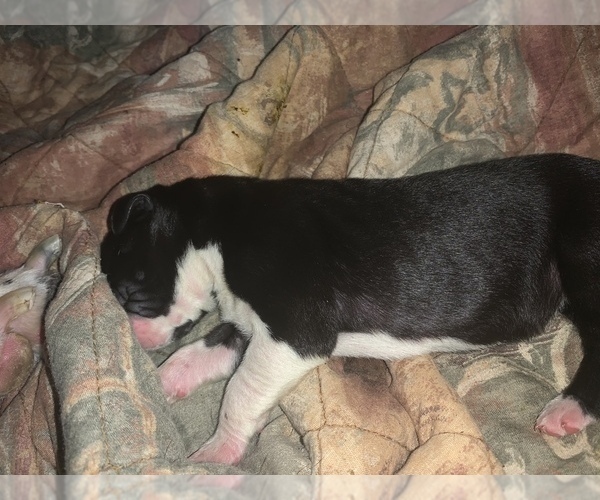 Medium Photo #4 Great Dane Puppy For Sale in MARICOPA, AZ, USA