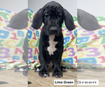 Puppy Lime Green Great Dane