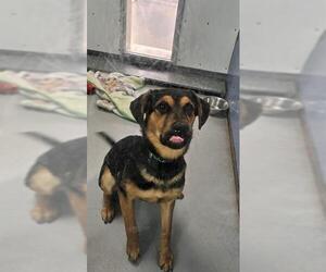 German Shepherd Dog-Unknown Mix Dogs for adoption in Las Vegas, NV, USA