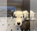 Small Great Pyrenees Mix