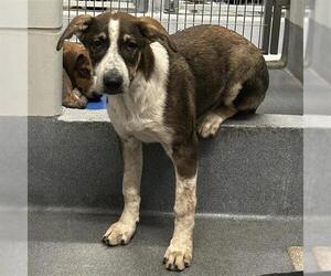 Mutt Dogs for adoption in San Antonio, TX, USA