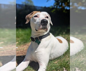 American Bulldog-Unknown Mix Dogs for adoption in Davis, CA, USA