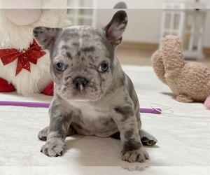 French Bulldog Puppy for sale in NEW YORK, NY, USA