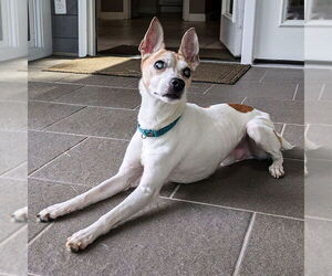 Rat Terrier Dogs for adoption in Atlanta, GA, USA