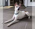 Small Rat Terrier