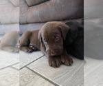 Small #1 Labrador Retriever