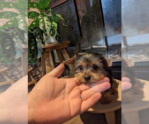 Yorkshire Terrier Puppy for sale in CUMBERLAND COLLEGE, KY, USA