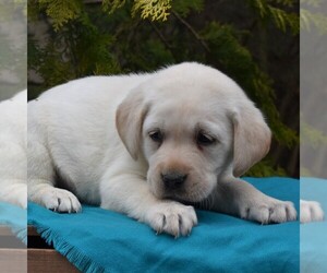 Labrador Retriever Puppy for sale in MILLERSTOWN, PA, USA