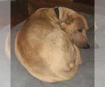 Small #3 Labrador Retriever Mix