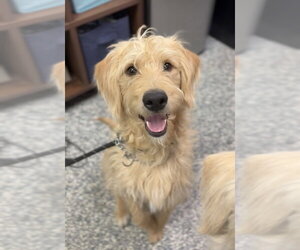 Labrador Retriever-Unknown Mix Dogs for adoption in Bemidji, MN, USA