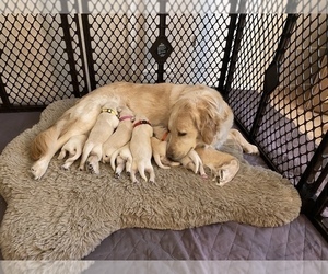 Mother of the Golden Retriever puppies born on 05/19/2023