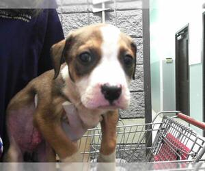 American Pit Bull Terrier-Unknown Mix Dogs for adoption in Tulsa, OK, USA