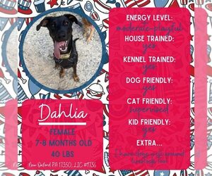 Doberman Pinscher-Unknown Mix Dogs for adoption in New Oxford , PA, USA