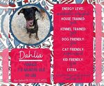 Small Doberman Pinscher Mix