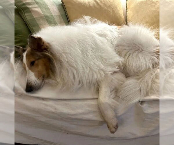 Medium Photo #1 Collie Puppy For Sale in Dublin, OH, USA