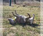 Small #32 American Pit Bull Terrier-American Staffordshire Terrier Mix
