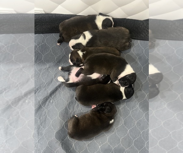 Medium Photo #1 Boston Terrier Puppy For Sale in SNOHOMISH, WA, USA