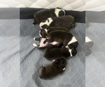 Image preview for Ad Listing. Nickname: Litter of 5