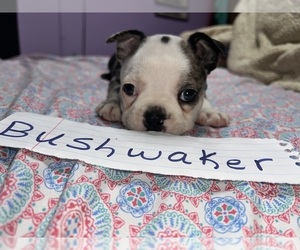 Faux Frenchbo Bulldog Puppy for sale in ROUND LAKE, IL, USA