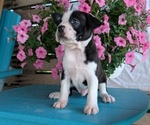 Small Photo #48 Boston Terrier Puppy For Sale in GOSHEN, IN, USA
