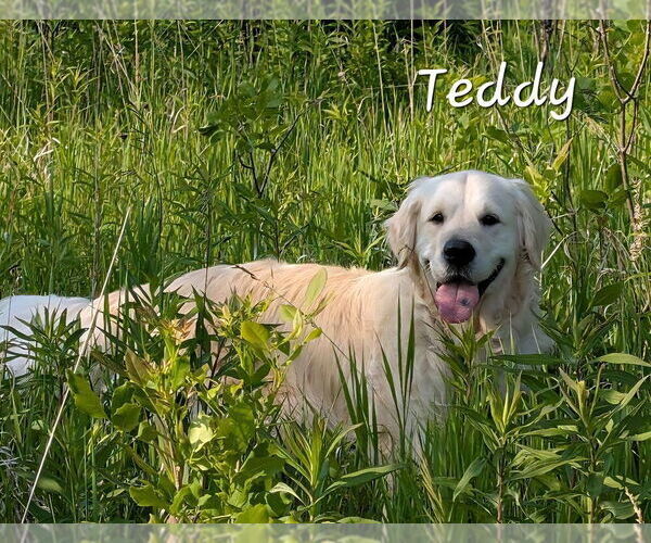 Medium Photo #1 English Cream Golden Retriever Puppy For Sale in MARSHFIELD, WI, USA