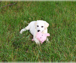 Small #4 Labrador Retriever