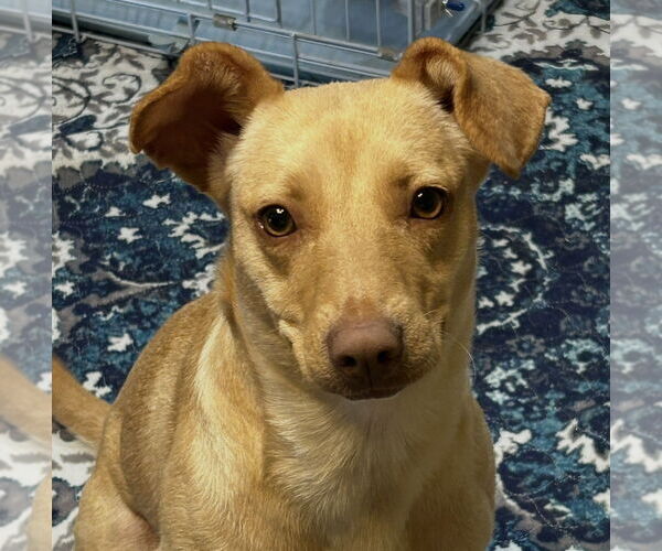 Medium Photo #3 Mutt Puppy For Sale in Clinton, OK, USA