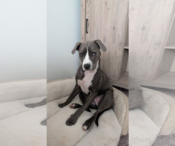 Medium Photo #5 Mutt Puppy For Sale in Greenville, SC, USA