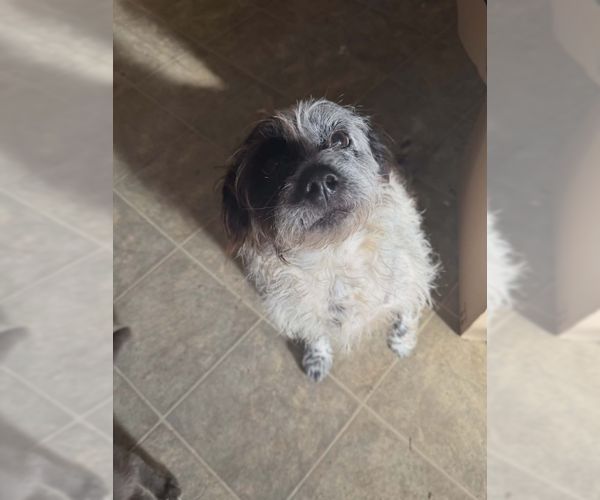 Medium Photo #1 Mutt Puppy For Sale in Cranston, RI, USA