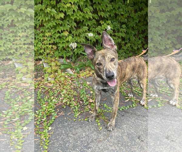 Medium Photo #6 Dutch Shepherd -Unknown Mix Puppy For Sale in San Diego, CA, USA