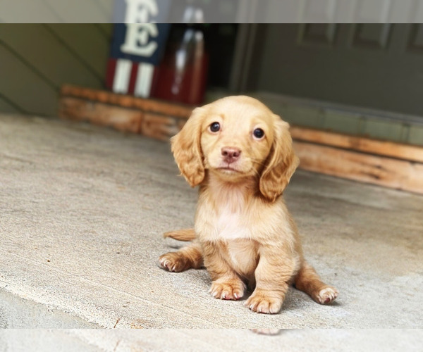 Medium Photo #4 Dachshund Puppy For Sale in GALENA, KS, USA