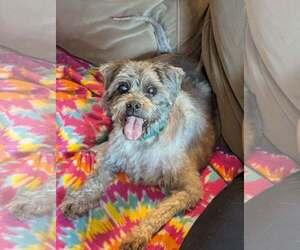 Mutt Dogs for adoption in St. Cloud, MN, USA